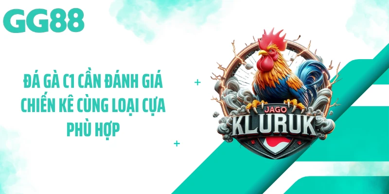 Đá gà C1 cần đánh giá chiến kê cùng loại cựa phù hợp