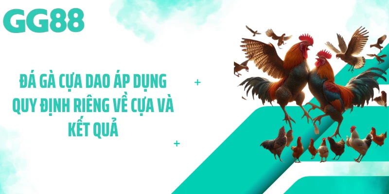 Đá gà cựa dao áp dụng quy định riêng về cựa và kết quả