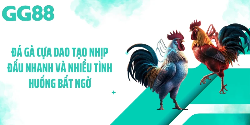 Đá gà cựa dao tạo nhịp đấu nhanh và nhiều tình huống bất ngờ