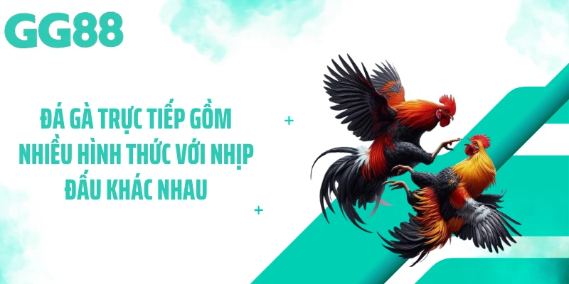 Đá gà trực tiếp gồm nhiều hình thức với nhịp đấu khác nhau